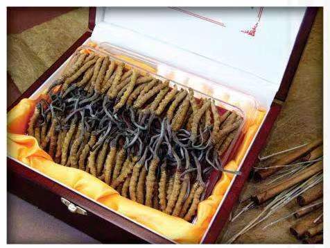 多伦冬虫夏草回收